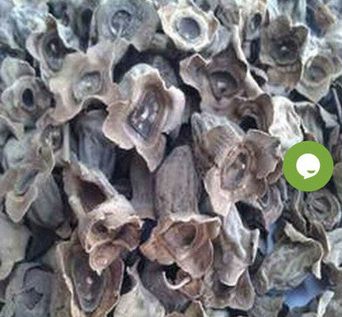 Va Kumbha BAY KHUMBA - BAIKHUMBA - BAIKUMBA - CAREYA ARBOREA 50gm