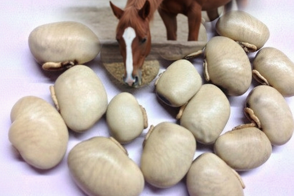 Kaunch kavach Beej Mucuna pruriens 100g