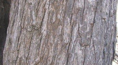 Organic Bidara (Ziziphus mauritiana) 50g traditional medicine