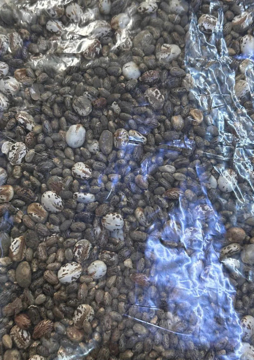 Castor Seeds (Ricinus communis) 50g