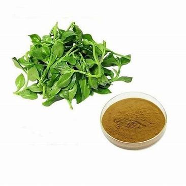 Kalmegh Extract (Andrographis paniculata)- 50g