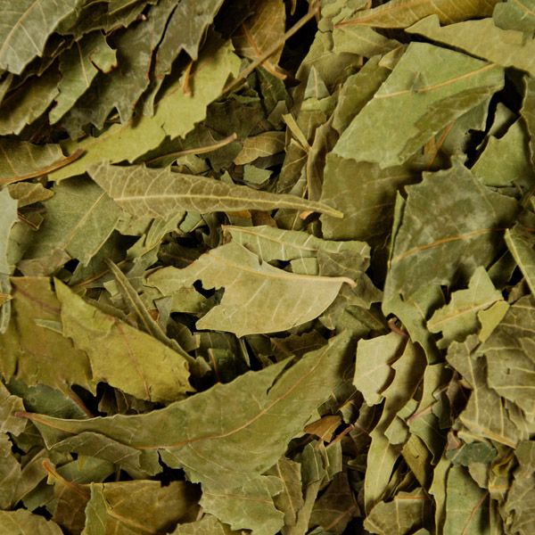neem leaves