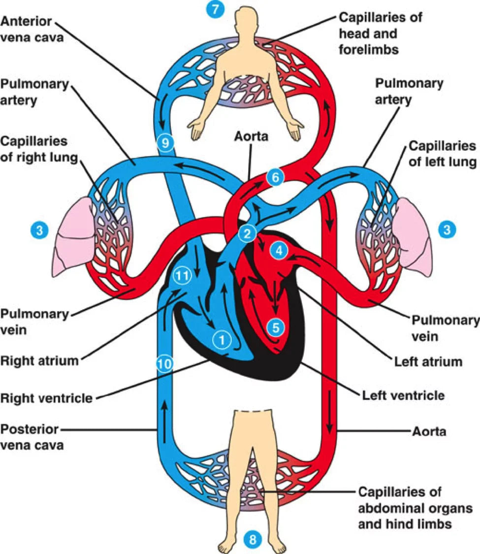 Heart and Blood health