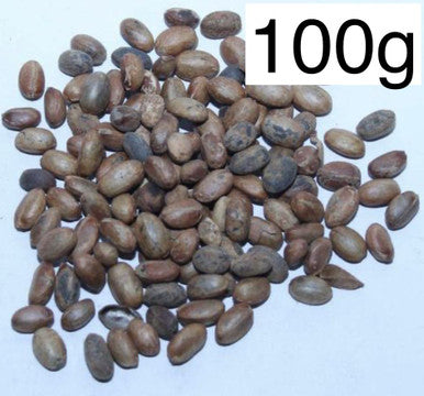 Jamalgota Jamal ghota Seeds Croton Seeds Croton tiglium Seeds - 100g