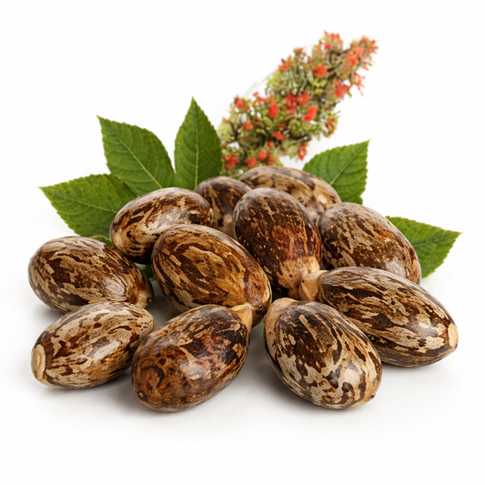Castor Seeds | Ricinus communis | Natural Botanical Seeds | External Use