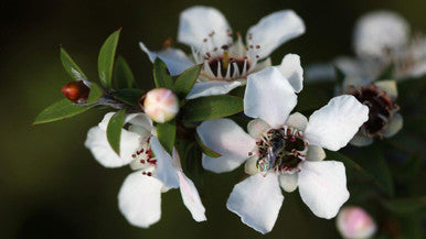 Manuka Essential Oil 30ml