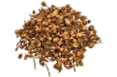 Organic Nagkesar Seed Mesua Ferrea Cobra saffron 100g ceylon ironwood Indian rose