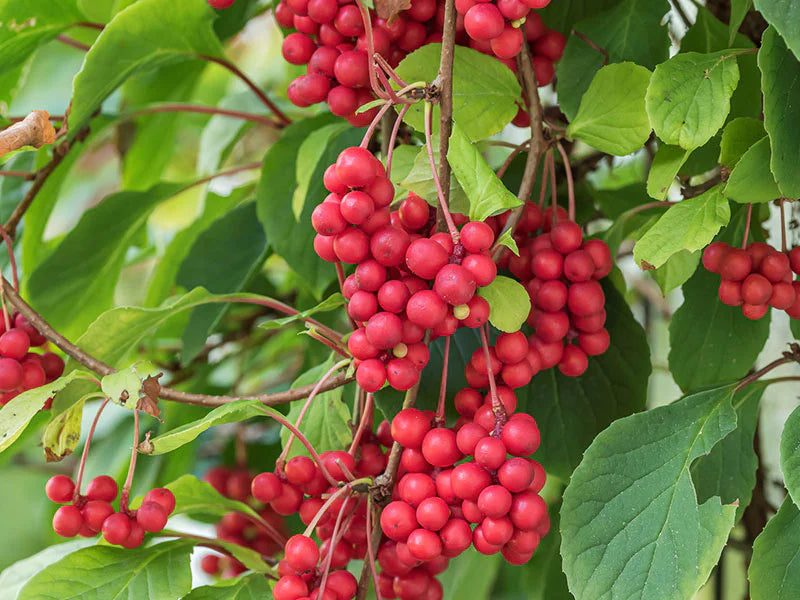 Schisandra chinensis (Schisandra berry) extract 50g