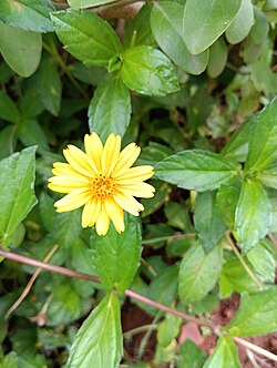 Karisaalai Karpam 100 Tablets for jaundice, anemia and liver problems