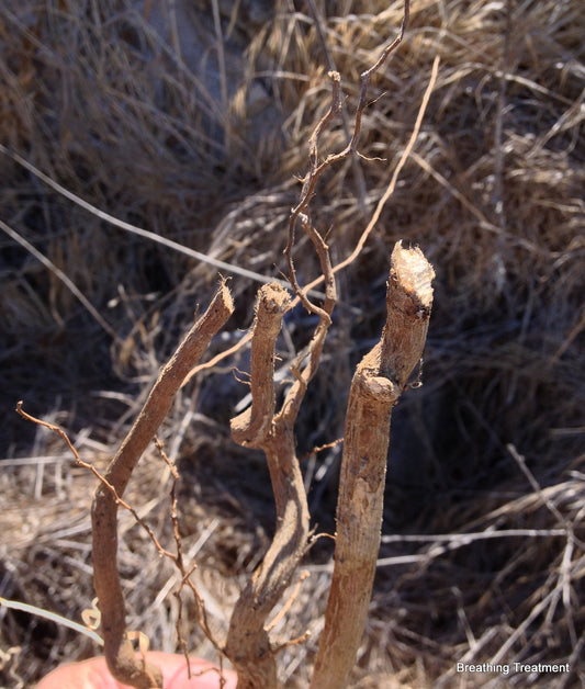 Castor Root Bark (Ricinus communis) dried  100% Pure