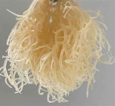 Irish sea moss semveta 100g