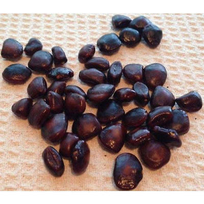 Imli Sweet Tamarind (Tamarindo) Seeds – Natural Raw Seeds