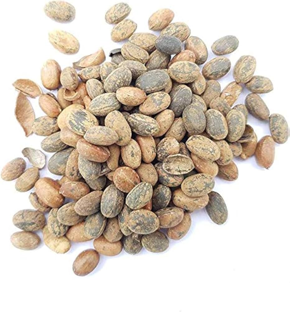 Jamalgota seeds, traditionally used for extremely strong (laxative) action.