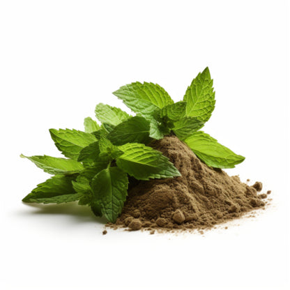 Peppermint Extract (Mentha piperita) - 50g powder
