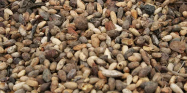 NEEM seeds, – NIMBOLI – MAGAJ NEEM – NEEM GIRI,  AZADIRACHTA INDICA 50g